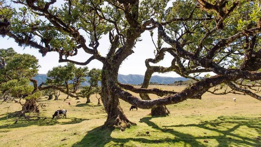 Ancient laurel trees on the Fanal plateau