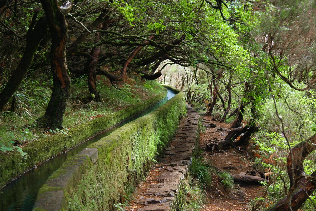 A levada path through the laurel forest